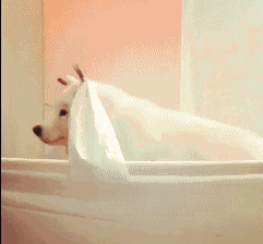 萌宠界那些逆天的cosplay,还原度100