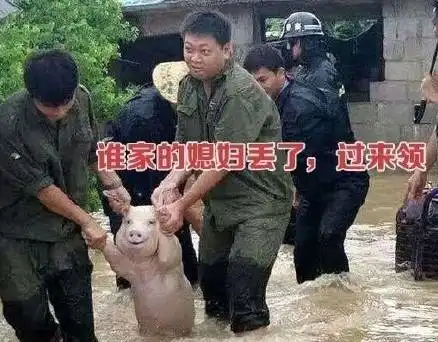 这只猪晋升表情包网红,刷爆朋友圈,甚至火到了国外
