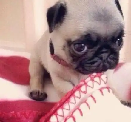 斗牛犬,这惆怅的小表情,看着也太可爱了吧

