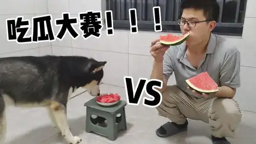 两只二哈比赛吃西瓜,全程都是爆笑场面
