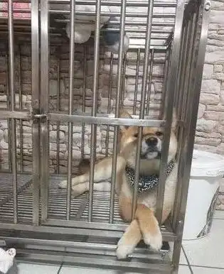 贪吃柴犬双手靠椅子低头装郁闷,主人笑这表情给一百分
