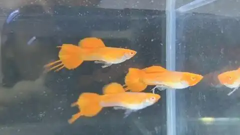 这位新粉丝是武汉的买了一对天空蓝在一只母鱼,然后一对鸿运当头一对让我赠送了鸿运当头你们要的话也可以来找我哦
