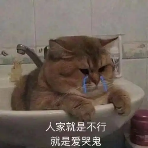 给猫洗澡对它来说残忍吗
