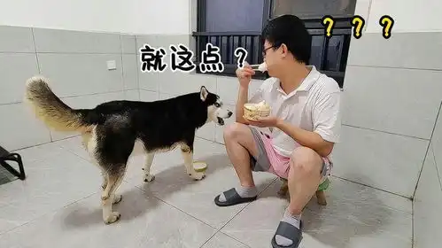 主人和哈士奇比赛吃馒头,主人还没开始二哈就结束了太好笑了
