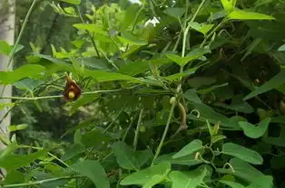 大青木香搜狗百科
