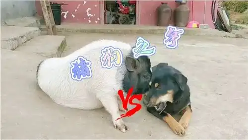 爆笑猪欺负狗子之后发生的一些事
