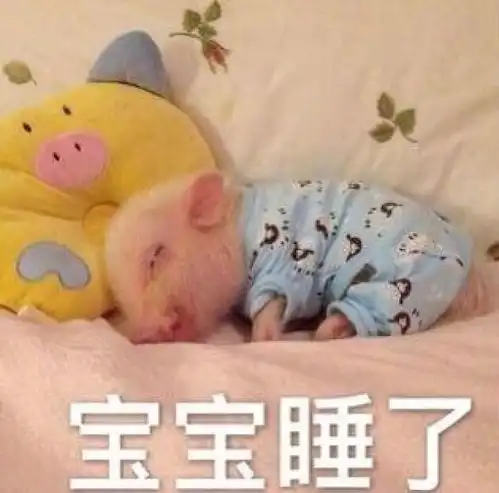 大家都在用的敲可爱的猪表情包

