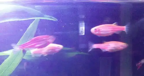 斑马鱼怎么辨公母
