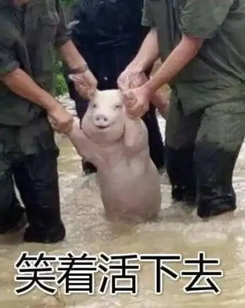 今天一只猪的表情火了,这可能是最悲伤的笑容
