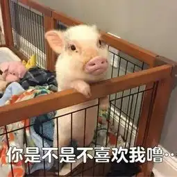 听说吸猫已经过时了,最近流行吸猪了
