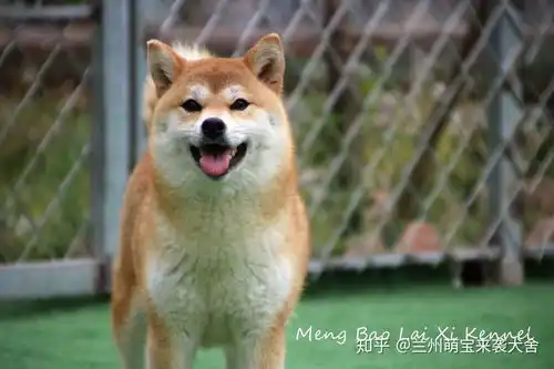 喜欢柴犬的哪些特质
