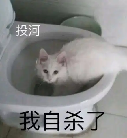一条全是小猫咪的表情包保证看完每张都想保存
