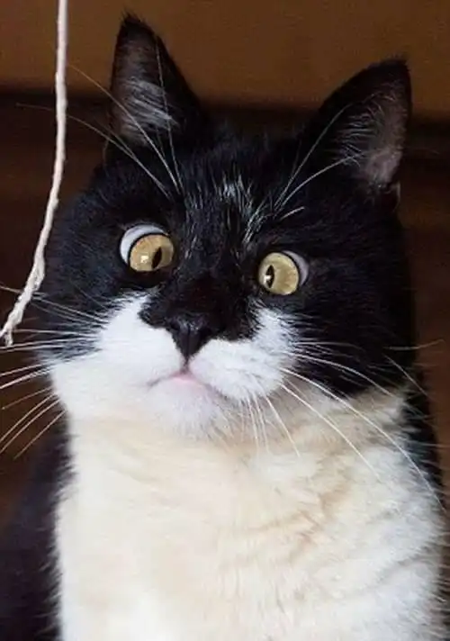 那些让猫奴们哭笑不得的时刻,看了之后有点不想再养猫了
