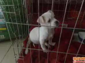北京犬照片京吧犬照片狮子犬照片京吧照片京巴照片200910201608需要救助的狗狗huihui1004
