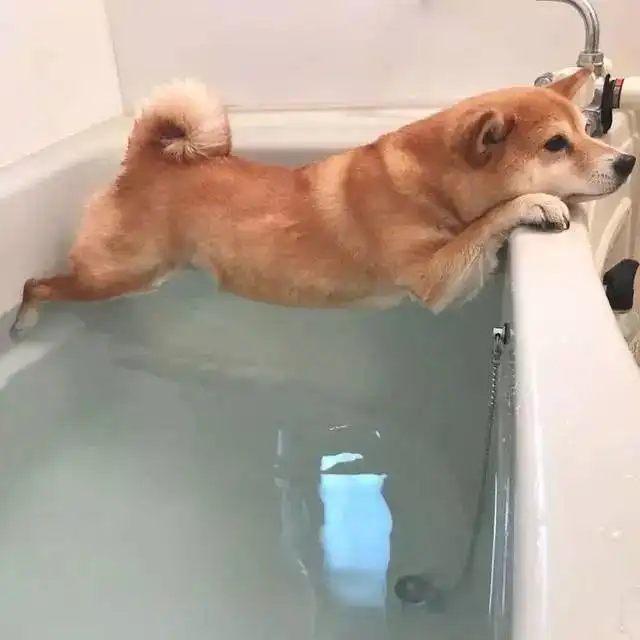 柴犬为什么叫戏精看了这些表情包你就知道了

