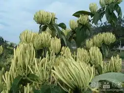 怎样与预防裂谷热

