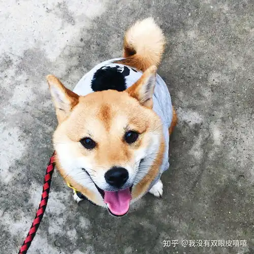 你为什么养柴犬
