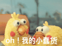从贱萌贱萌的熊本熊到鹦鹉兄弟,萌文化为什么可以风靡全球
