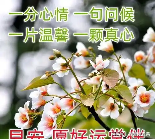 特漂亮的早上好问候语表情美女图片,特别新的早上好问候语
