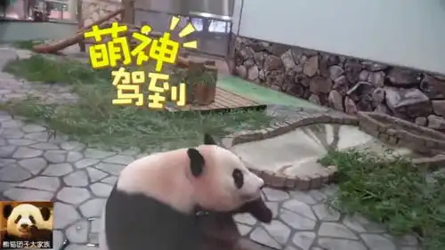 熊猫结浜翘起小短腿儿托住下巴,一脸忧伤的表情又喜感又可爱
