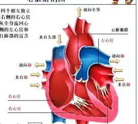 人的心脏真的是心型的吗
