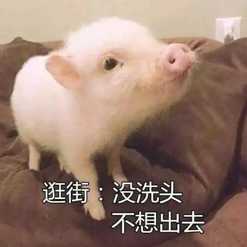 为什么每天都不想出门这简直是猪年第一拨人间真实啊
