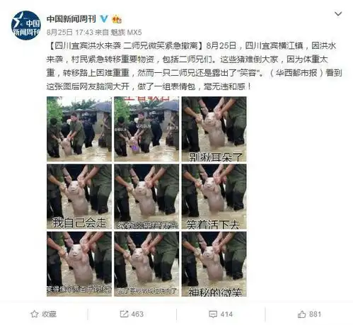 这只爆红网络的微笑猪竟然是咱大广西的
