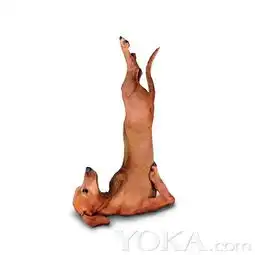 瑜伽猫狗堪比麦当娜不让李小龙

