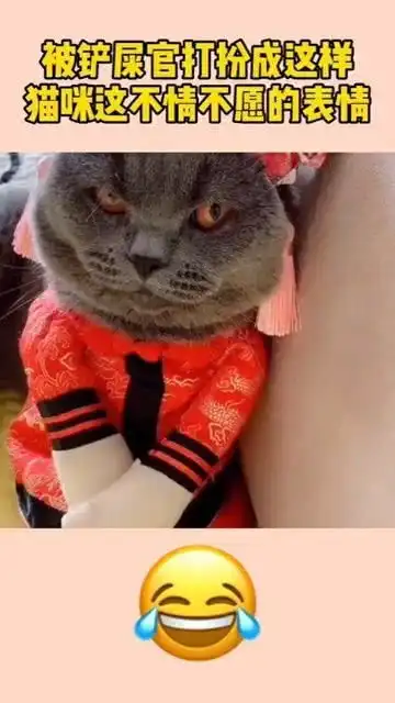 被铲屎官打扮成这样,猫咪看到我的表情了吗,还不给我换了

