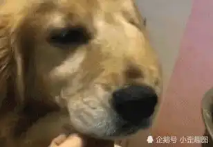 搞笑gif趣图二哈你要记得你去澡堂里也能找到适合的工作
