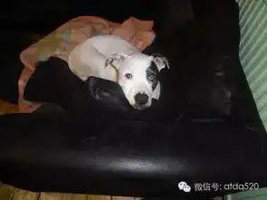 狗狗装傻装可怜样样精通,尤其无辜表情的杀伤力更是一等一
