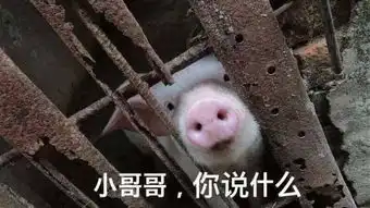 搞笑表情每日吸猪表情包搞笑频道
