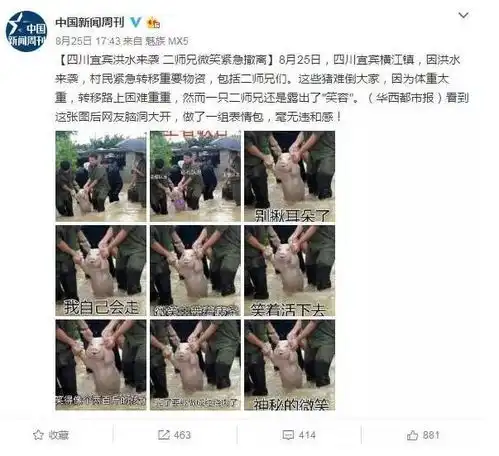 这只猪晋升表情包网红,刷爆朋友圈,甚至火到了国外
