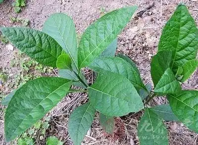 南非叶有什么药用价值
