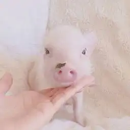 唯美超萌小粉猪可爱微信头像1
