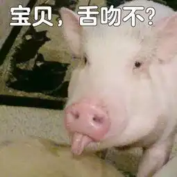 别撸猫了,现在流行吸猪
