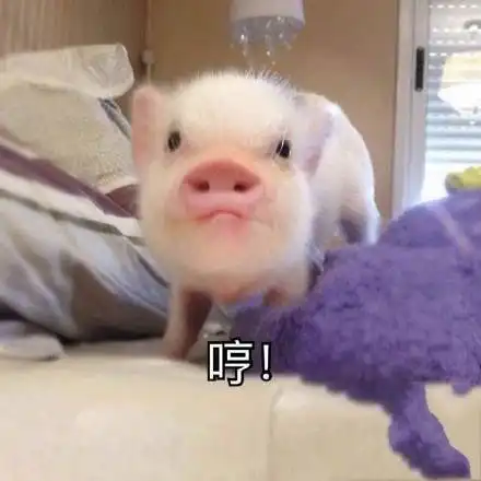 人眼睛里有猪的表情包
