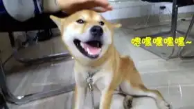 肥里贱贱的表情说明了一切
