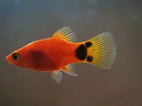 米奇鱼怎么分公母
