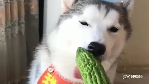 爆笑动物这个真的是纯种二哈,太纯了哈哈
