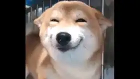 肥里贱贱的表情说明了一切
