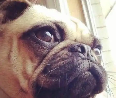 斗牛犬,这惆怅的小表情,看着也太可爱了吧

