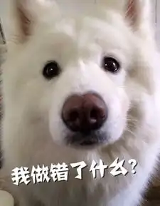 崔始源爱犬咬人致死事件再反转为爱狗人士敲响了警钟
