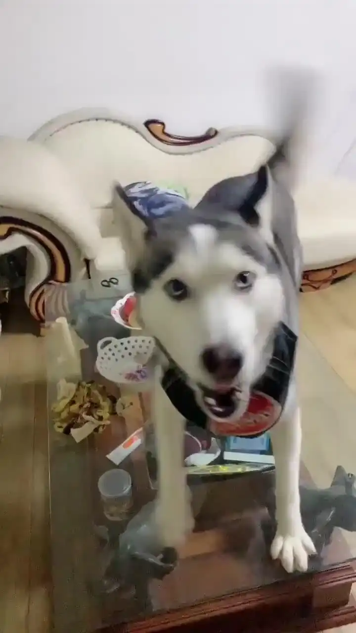 二哈在桌子上吃饭
