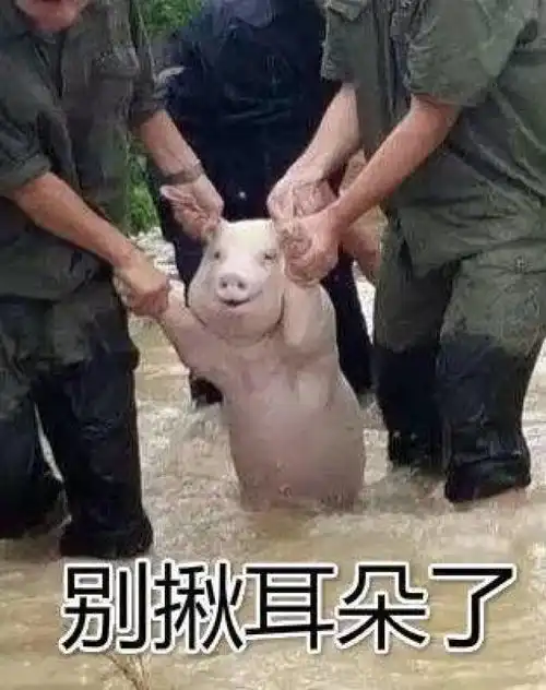 今天一只猪的表情火了,这可能是最悲伤的笑容
