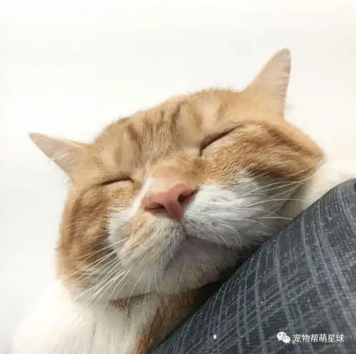 橘猫被带去医院吓得浑身蜷缩露出超难过表情,妈说出背后原因竟让人直呼心疼

