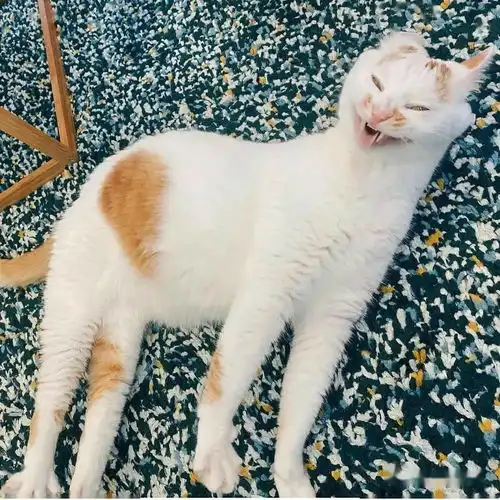 画师将各种沙雕猫猫图卡通化,这搞笑的可爱画风,也太魔性啦

