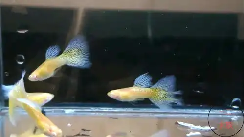 两种热带鱼,每月生一批鱼苗,冲动入坑,养到心累
