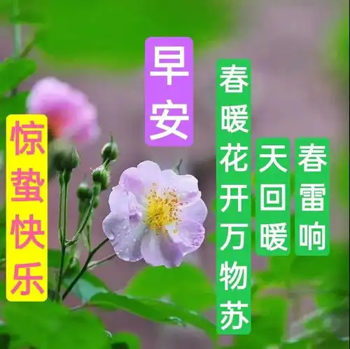 2021年3月5日正月廿二惊蛰清晨早上好问候祝福动态表情图片
