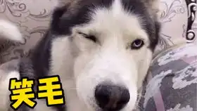 有二哈的比赛就是那么有趣
